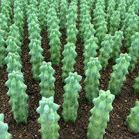 a large number of small, green cacti or succulents arranged in rows, with their spines facing upwards.