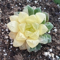 Rare Succulents - Haworthia cooperi variegata