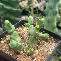 A potted cactus plant with small yellow flowers blooming on its spines, surrounded by a mix of soil and rocks.