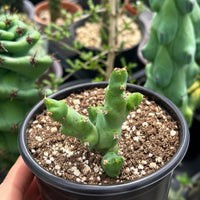 A hand is holding a small potted cactus plant with green, spiny leaves and a brown soil-like base.