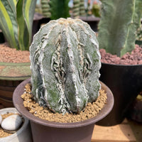 Rare Cactus - Astrophytum Myriostigma cv. onzuka Fukuryu