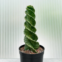 A potted cactus plant with a spiral-shaped, twisted growth pattern stands in a black pot against a white corrugated metal background.
