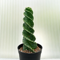 A tall, twisted cactus plant with green, spiky leaves stands in a black pot, placed against a white corrugated metal background.