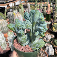 Rare Cactus - Myrtillocactus Geometrizans Crested var. Fred