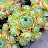 A close-up view of a cluster of vibrant green succulent plants with yellow and pink accents, creating a visually striking and colorful display.