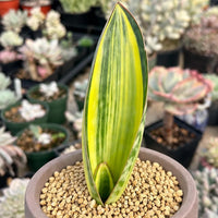 A tall, vibrant green plant with a distinctive, elongated leaf stands in a pot filled with small pebbles, surrounded by other potted plants in the background.