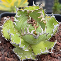 A close-up image of a green cactus plant with sharp, jagged edges, surrounded by small rocks.