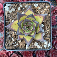 A potted succulent plant with a vibrant green and purple color pattern is the focal point of the image, surrounded by a background of red and pink succulent plants.