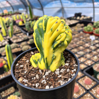 A close-up view of a cactus plant with a unique, twisted shape and vibrant yellow and green coloration, displayed in a black pot filled with soil and rocks.