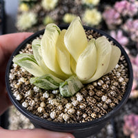 A hand is holding a small potted succulent plant with long, thin leaves and a white, speckled appearance.