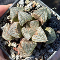 A hand is holding a potted succulent plant with small, spiky leaves in a dark, rocky soil bed.
