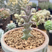 A close-up image of a cactus plant with a spiky green stem and pink tips, placed in a round ceramic pot filled with small rocks.