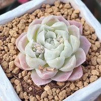 A small succulent plant with pink and white petals is displayed in a white container filled with small rocks and soil.