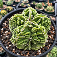 A close-up image of a cactus plant in a black pot, surrounded by soil and other cacti in the background.