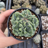 A hand is holding a small potted cactus plant with a textured, green surface.