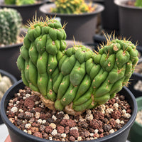 A close-up image of a cactus plant in a black pot, surrounded by rocks and soil.