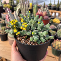A hand is holding a black pot with a cactus plant with yellow flowers, surrounded by various potted plants in the background.