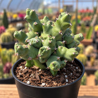 A potted cactus plant with spines and green, fleshy leaves sits on a wooden surface, surrounded by other potted plants in the background.