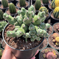 A hand is holding a potted cactus plant with green spines and small white flowers, surrounded by other potted cacti in the background.