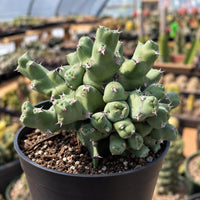A potted cactus plant with numerous spines and small green leaves, situated in a greenhouse or garden setting.
