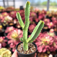 A hand is holding a potted cactus plant with spines, surrounded by a variety of colorful flowers in the background.