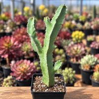 a potted cactus plant with a unique, spiky appearance, surrounded by a variety of other potted plants in the background.