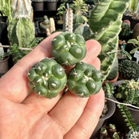 A hand holding three small, green cacti with spines.