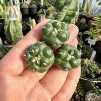 A hand holding three small, green cacti with spines.