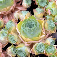 a close-up view of a cluster of succulent plants with vibrant green and yellow leaves, creating a visually striking and colorful display.