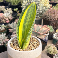 A potted plant with a large, vibrant green leaf stands out in the foreground, surrounded by a variety of other potted plants in the background.
