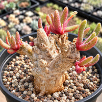 A potted succulent plant with vibrant pink and green spiky leaves, nestled in a bed of small pebbles.