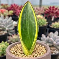 A potted plant with a large, vibrant green leaf and a yellow stripe, surrounded by smaller plants in the background.