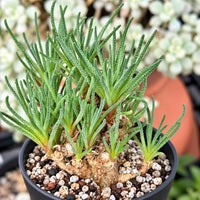 A potted succulent plant with long, thin leaves sits on a bed of small pebbles, surrounded by other potted plants in the background.
