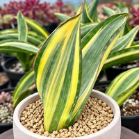 A potted plant with long, thin leaves in shades of green and yellow, surrounded by other potted plants in the background.