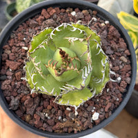 A potted cactus plant with a green, spiky flower in the center, surrounded by a bed of small rocks.