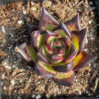 A vibrant succulent plant with a striking pattern of red and yellow hues, situated in a pot filled with soil and rocks.