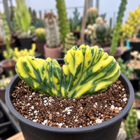 A potted cactus plant with a distinctive, multi-colored, fan-shaped growth in the center of the image.