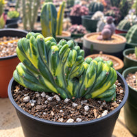 a variety of potted cacti and succulents, with a prominent cactus plant in a black pot in the foreground.
