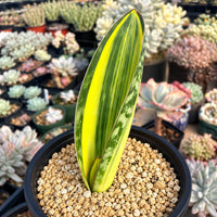 A potted plant with a long, thin, yellow and green leaf stands in the foreground, surrounded by a variety of other potted plants in the background.