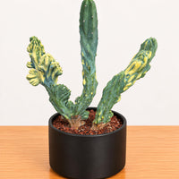 A potted cactus plant with three distinct, colorful spines is displayed on a wooden surface.
