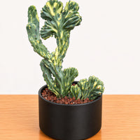 A potted cactus plant with a unique, twisted appearance is displayed on a wooden surface.