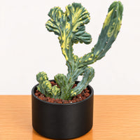 A potted cactus plant with a unique, twisted appearance is displayed on a wooden surface.