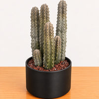 A potted cactus plant with multiple spines is displayed on a wooden surface.