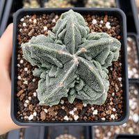 A hand is holding a small potted cactus plant with a star-shaped growth pattern.