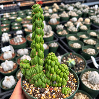 A hand is holding a potted cactus plant with a unique, twisted appearance. The cactus is surrounded by various other potted plants, creating a diverse and visually interesting scene.