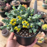 A hand is holding a potted cactus plant with green spines and yellow flowers.