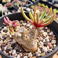 A potted succulent plant with long, thin leaves and a reddish-brown stem is the main focus of the image. The plant is surrounded by a variety of small rocks and pebbles, creating a natural and visually appealing setting.