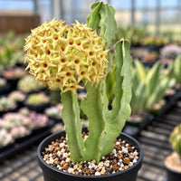 A potted cactus plant with yellow star-shaped flowers growing on it, surrounded by other potted plants in a greenhouse-like setting.