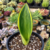 a variety of potted plants, including a large green leaf with a yellow stripe, surrounded by smaller plants and flowers.