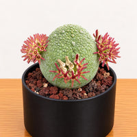 A green cactus plant with red and yellow flowers is displayed in a black pot on a wooden surface.